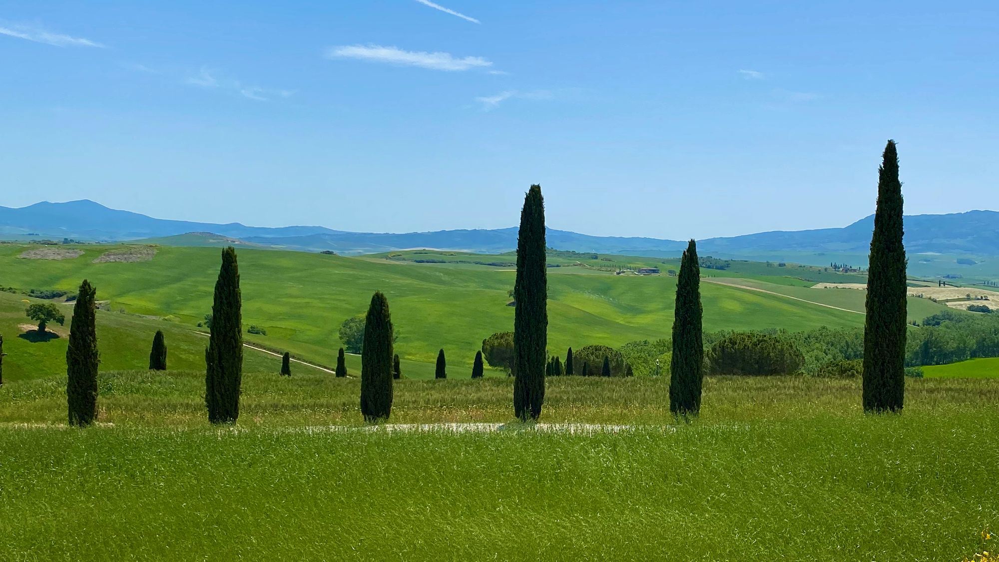 Cypress trees and rolling hills in Tuscany