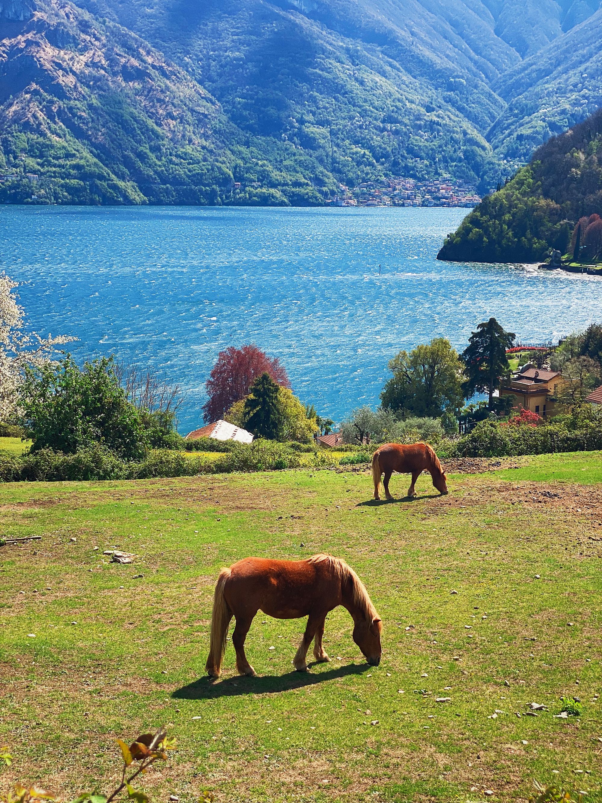 Horses grazing on a green pasture with Lake Como seen in the background