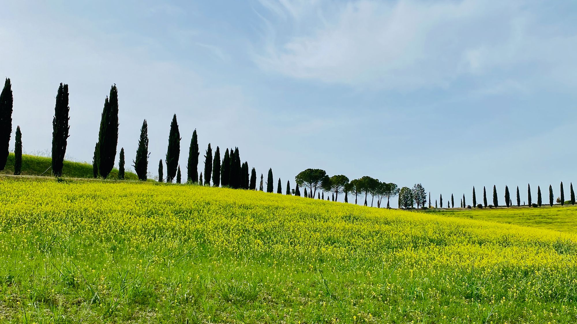 Cypress trees lining the roads of Tuscany