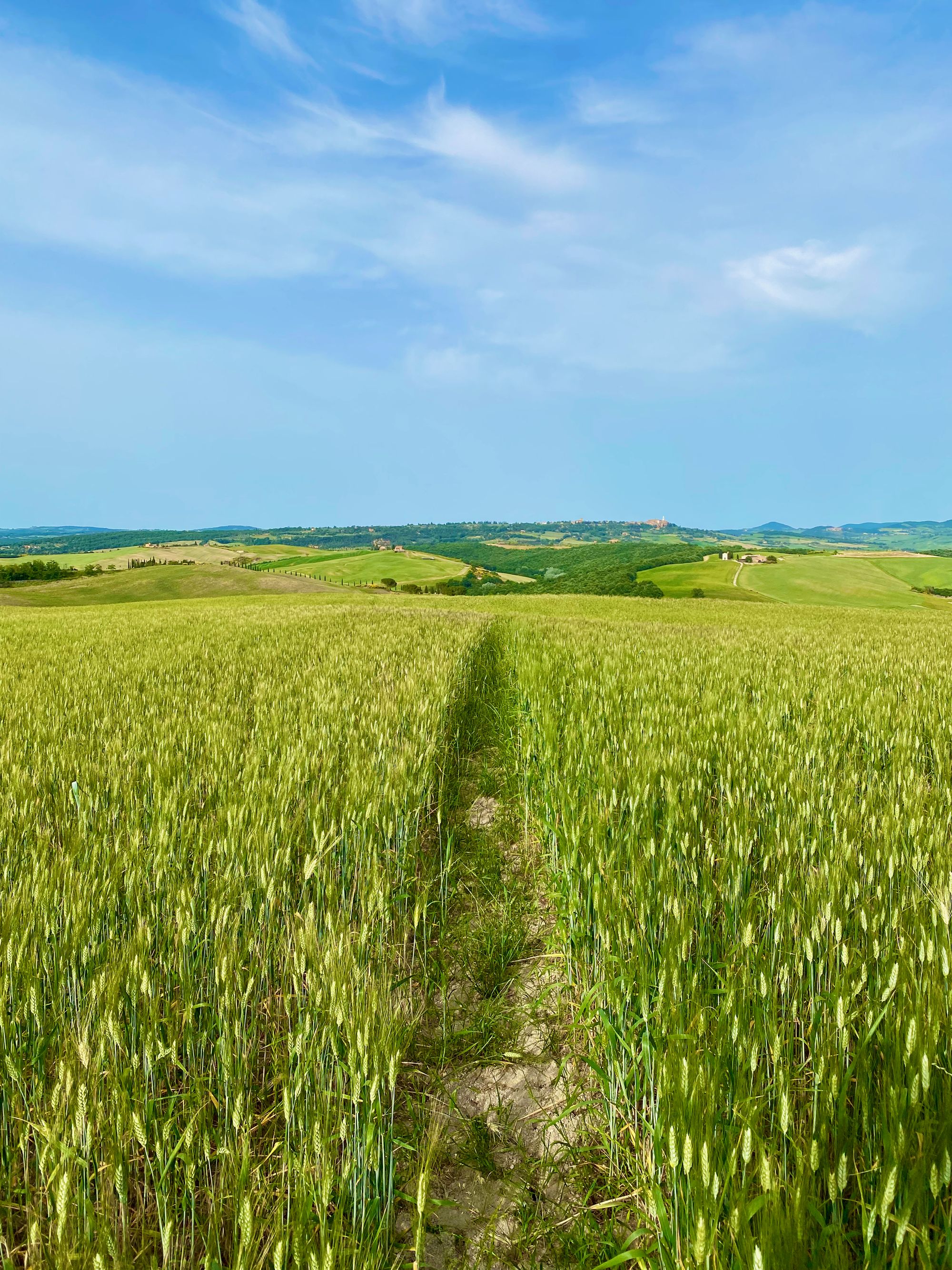 A green wheat field in Val d'Orcia, Tuscany