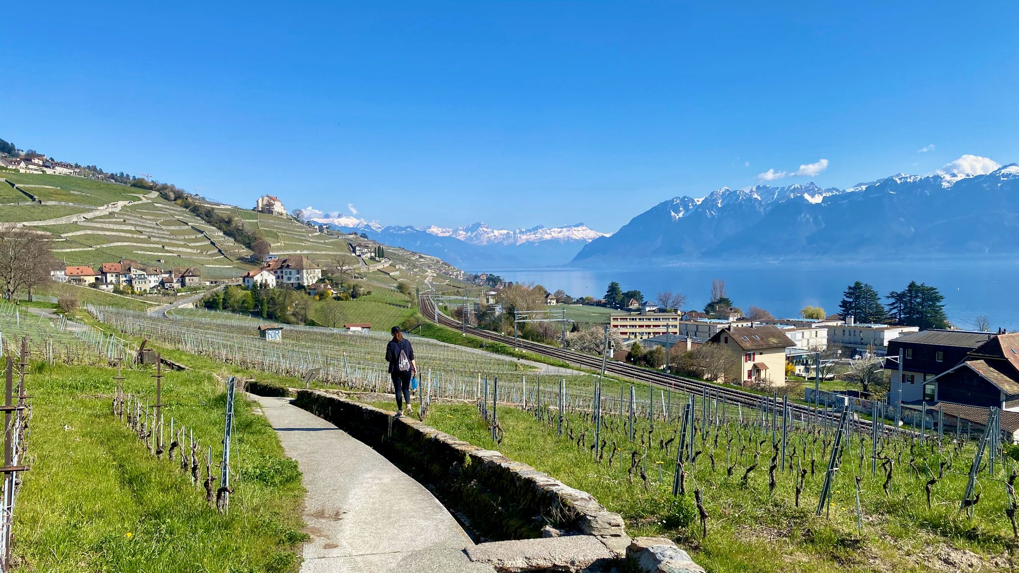 The wine fields of Lavaux, spring 2023